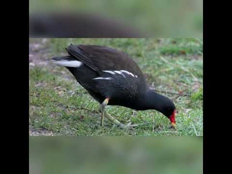 Tiếng trích re đánh đêm hiệu quả  miễn phí ae