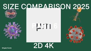 ABSOLUTE Size Comparison 2025 (Part 6) 4K 60FPS 2D