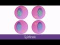 Understanding Meiosis