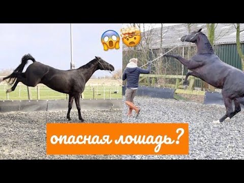 Помогаю моей подруге с ПРОБЛЕМНОЙ ЛОШАДЬЮ