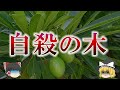 死を呼ぶマンゴー「ミフクラギ」の恐ろしい毒性について【ゆっくり解説】