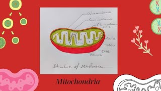 Mitochondria Drawing Easy | How to Draw Mitochondria Diagram | Powerhouse of The Cell |