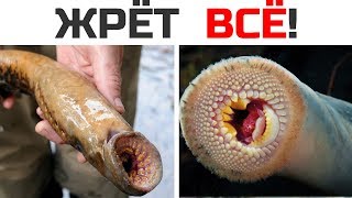 Беги! Минога высасывает жертву. Брахиаподы. Дерево на дереве Беги! Минога высасывает жертву. Брахиаподы. Дерево на дереве