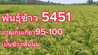 #5451 อายุเก็บเกี่ยว​95-100​วัน​ แปลงนี้ใช้กิ่งทองใบหยก0871127848​ข้าวฟ่าง​มังกร​น้อย​