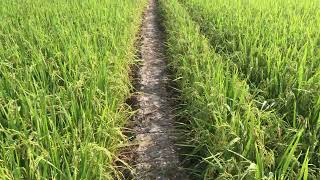 Lúa đã phun Relex extra 2 lần