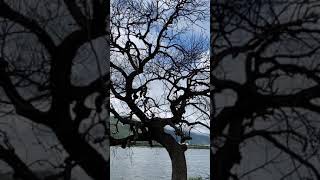 A bare tree under a cloudy sky