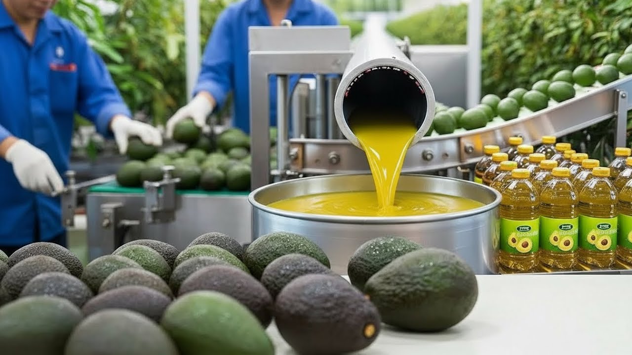 Inside a Multi-Million Dollar Avocado Oil Factory: Full Production Process 🥑