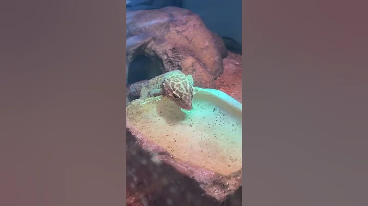 Gecko Blep