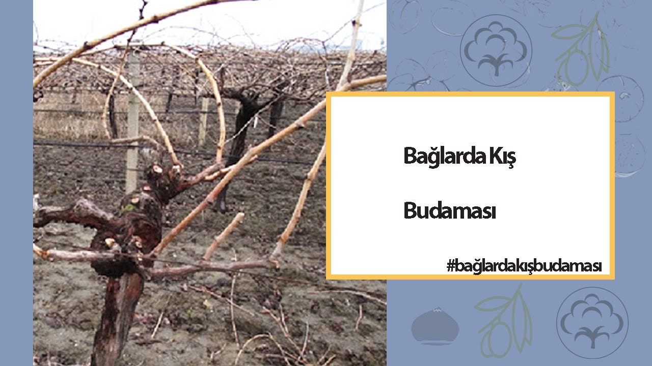 Bağlarda Kış Budaması