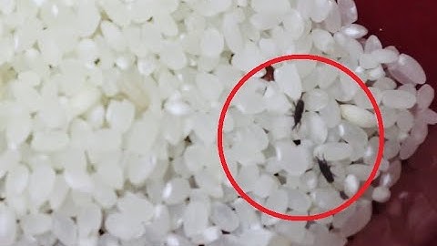 쌀벌레 없애는 방법 쌀바구미 퇴치제 애경 홈즈 How to get rid of rice weevils