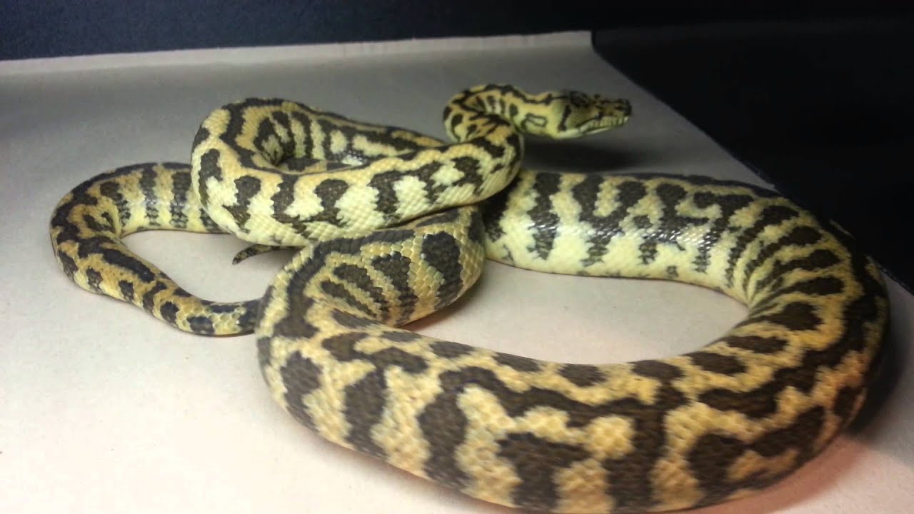 morphemes pdf MCP 2014 Carpet breeding season