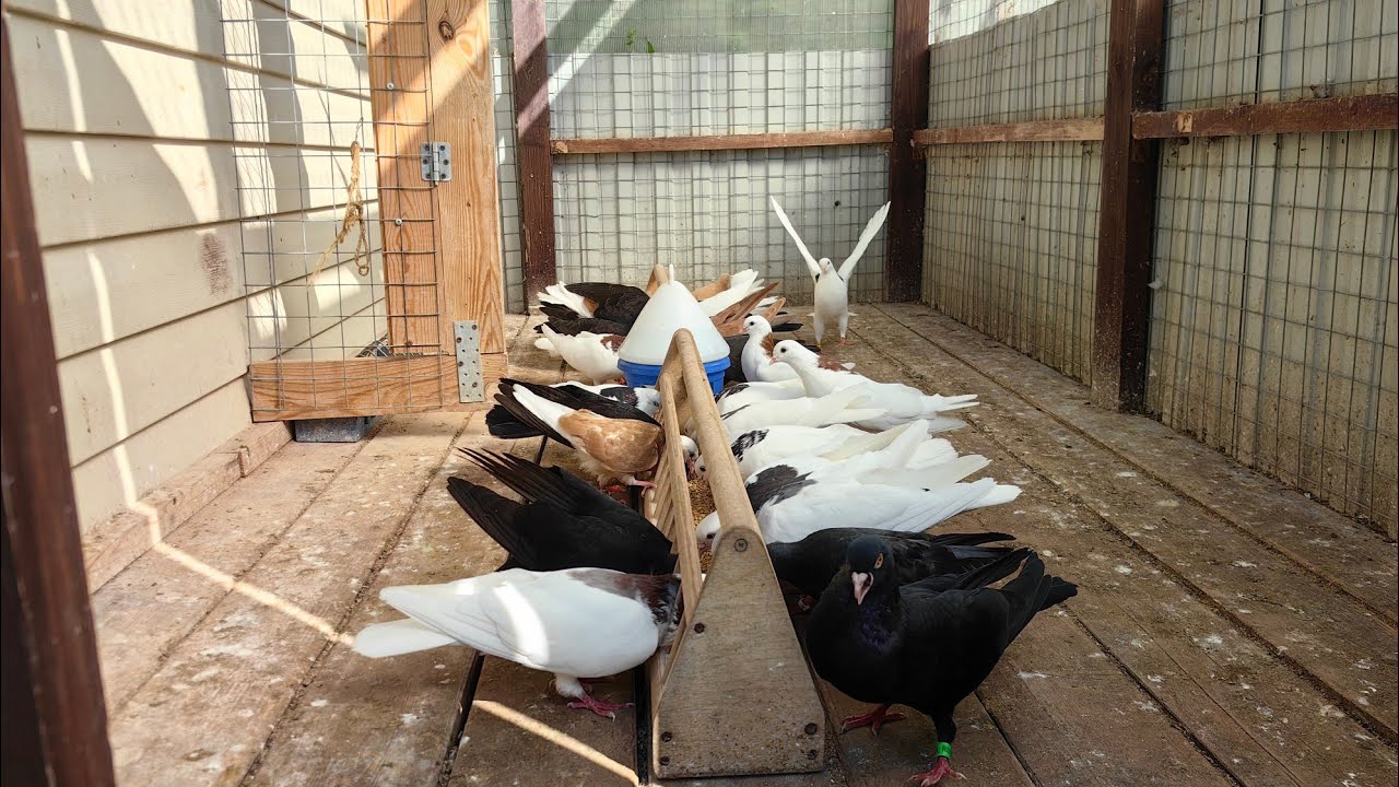 Гоняем голубей.