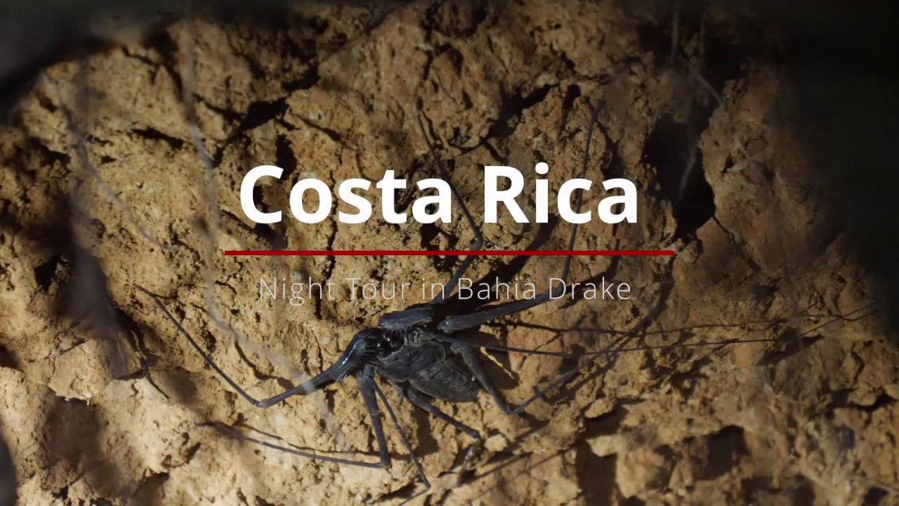 Costa Rica - Night Tour with Tracie "The Bug Lady" Stice (GH5)
