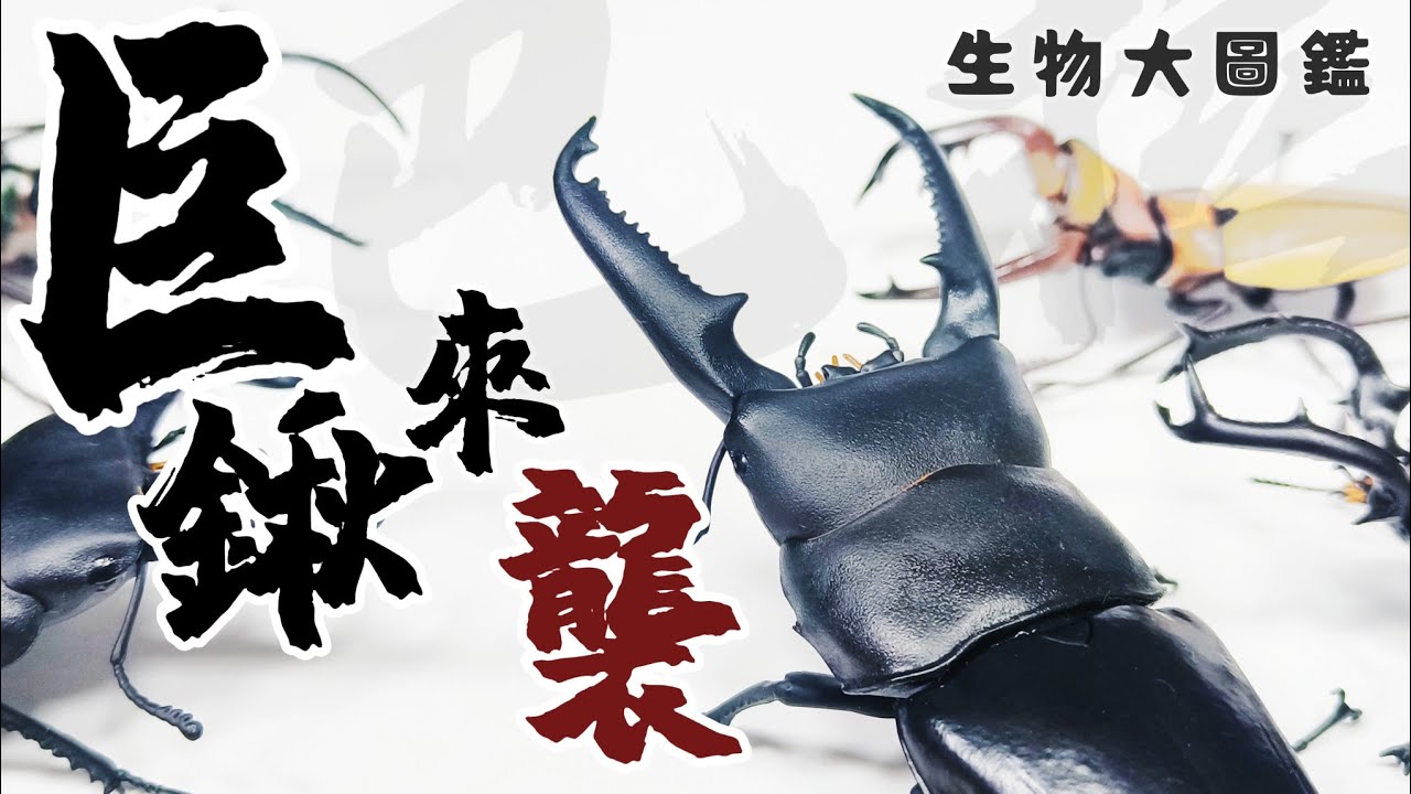 ［扭蛋系列］鍬形蟲 扭蛋 第八彈 生物大圖鑑 いきもの大図鑑 くわがた08 萬代 (巴拉望巨扁、牛頭扁、智利長牙、黃金鹿角鍬、阿拉蓋瑞細身赤)