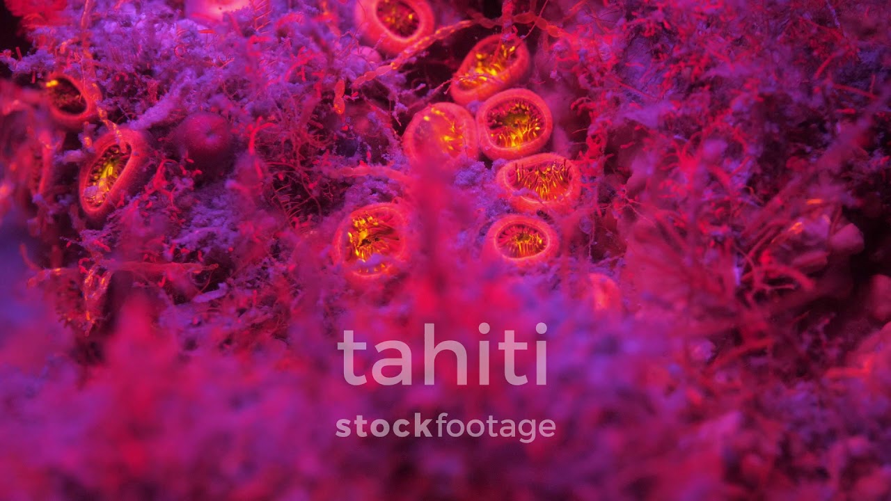 Tahiti Stock Footage, fluorescent coral by night underwater, Moorea 4K