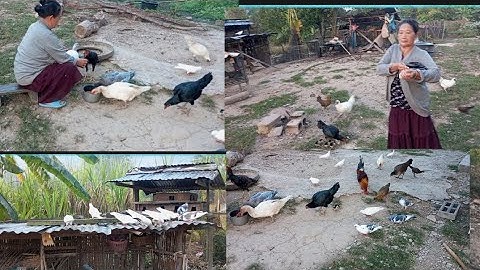 nyob zoo os los saib kuv pub qaib os 6/2/24