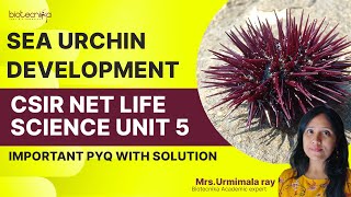 Sea Urchin Development : CSIR NET Life Science UNIT 5 Important PYQ Lecture #csirnetpreparation