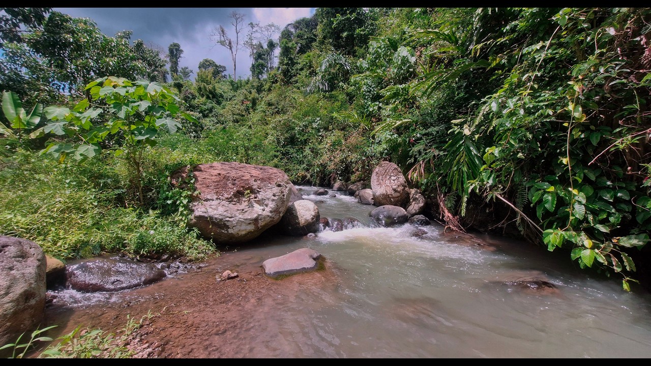 🌿Sleep Instantly to Calming Creek Sounds in a Lush Green Rainforest