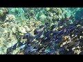 A beautiful school of Tangs!