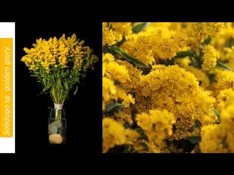 Video: Vara De Oro Común (38 Fotos): Plantación Y Cuidado De La Flor Solidago Virgaurea, Descripción De La Planta De La Vara De Oro Y Reproducción