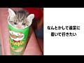 【総集編】殿堂入りボケてに全力でアフレコしてみたw② #ボケて #アフレコ #大喜利