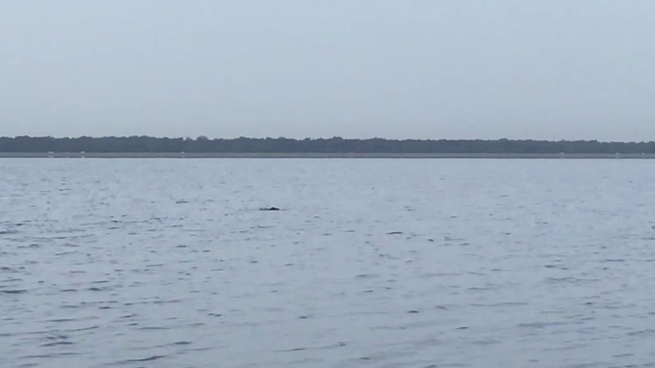 Alligator Encounter While Kayaking YouTube