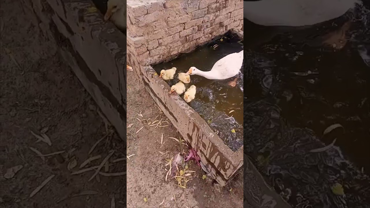 Haseeb home birds🥰 