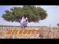 Bilguettoumarou clip officiel by amolci