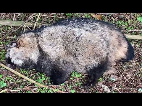 A Lifeless Raccoon Dog Nyctereutes Procyonoides Was Found In The Forest 