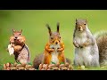 Tv for pets  autumn fun with playful squirrels  birds  woodland birds sounds