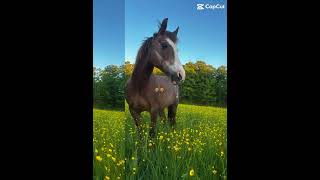 Holyyyyy #horse #equestrian