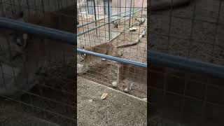 New Braunfels Petting Zoo