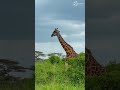 This Is Kenya: Wild, Beautiful, Unforgettable 🐘🌍 #TravelShorts