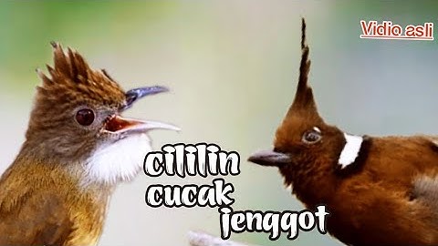 CILILIN VS CUCAK JENGGOT || BESETAN DAN TEMBAKAN DAHSYAT 3jam FULL