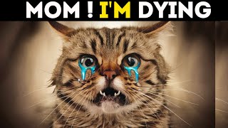 20 Alarming Signs Your Cat Is Extremely Crying for Help ASAP