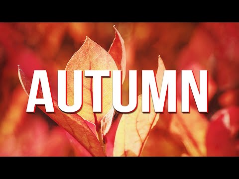 Jazzy Beats 🍁 Autumn - Lofi Hip Hop Jazz Music to Relax, Study, Work and Chill