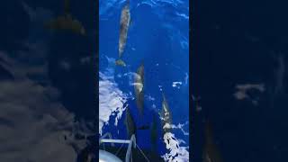 Pod of Dolphins Glides Alongside Boat