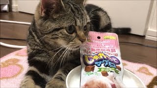子猫にまぐろをあげたら暴走してすごいことにｗ