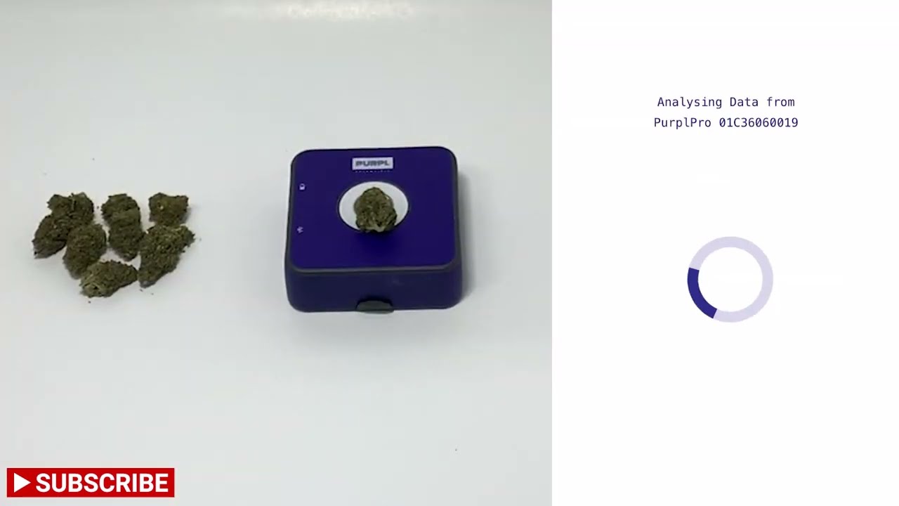 Testing THC of Gelato #41 using Purpl Pro