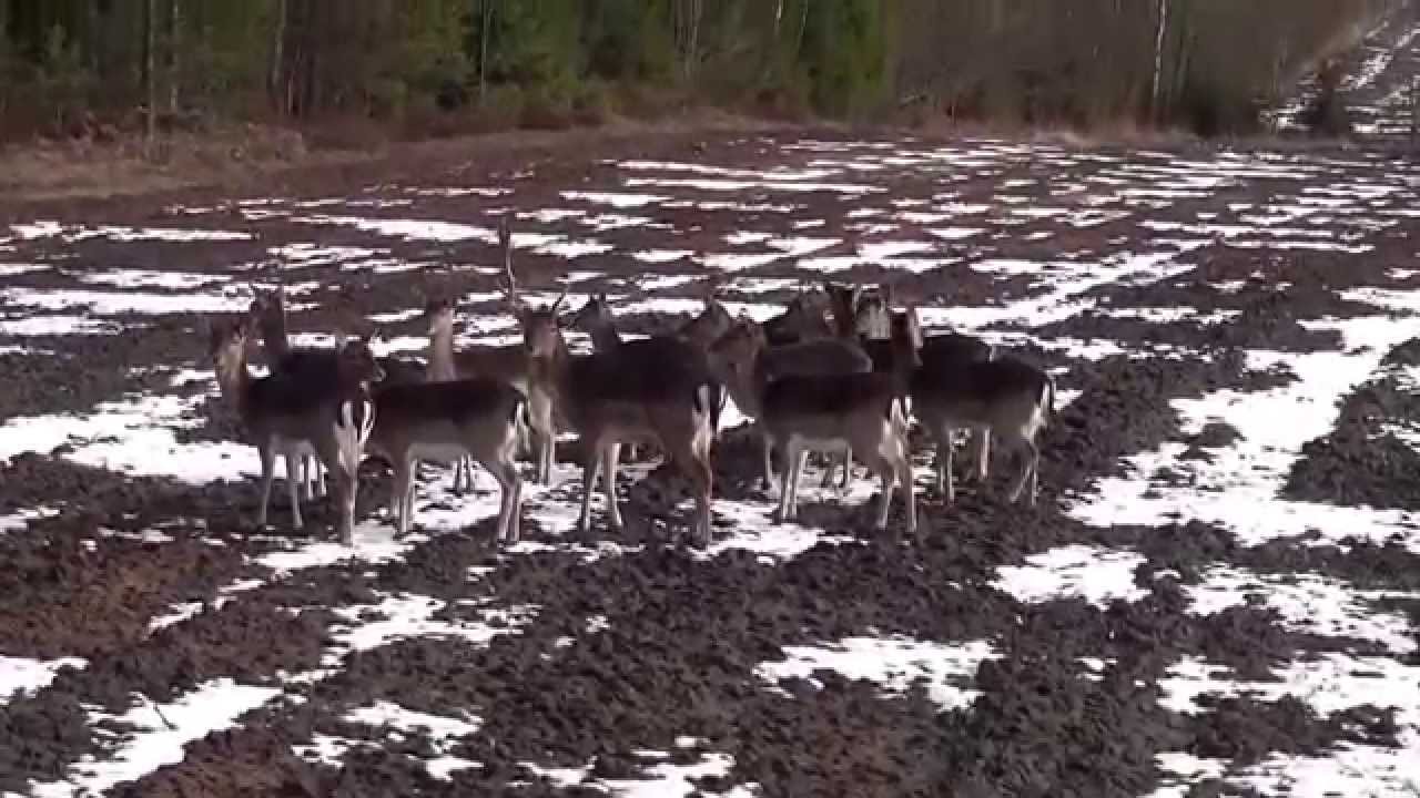 Dovhjortar i Svartå
