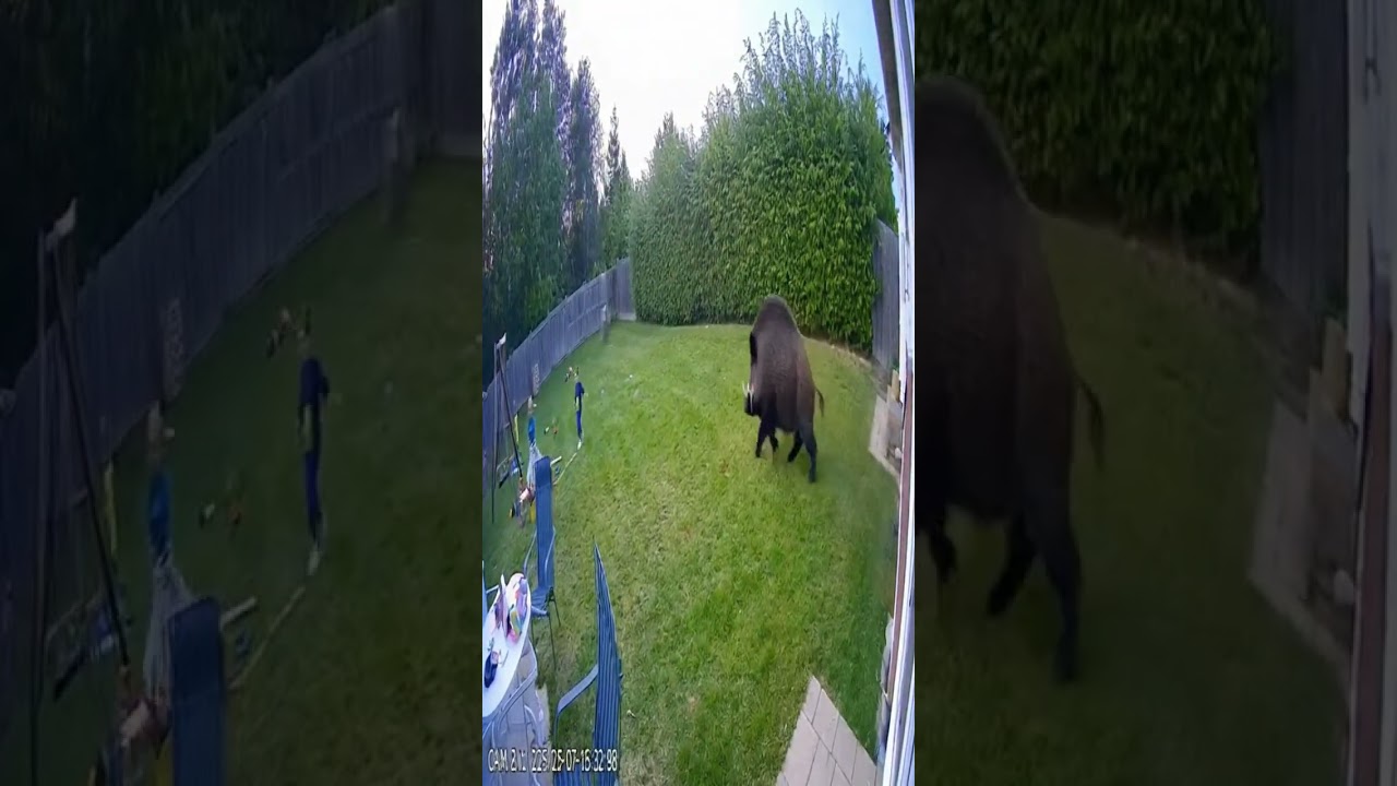 Дикий кабан переворачивает детский батут 