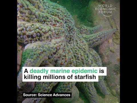 A deadly marine epidemic is killing millions of starfish - A deadly marine epidemic is killing millions of starfish
