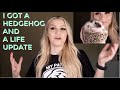 I GOT A NEW HEDGEHOG + A LIFE UPDATE