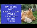 Hatching with Broody Hens: Part 5 A Tragedy in the Flock