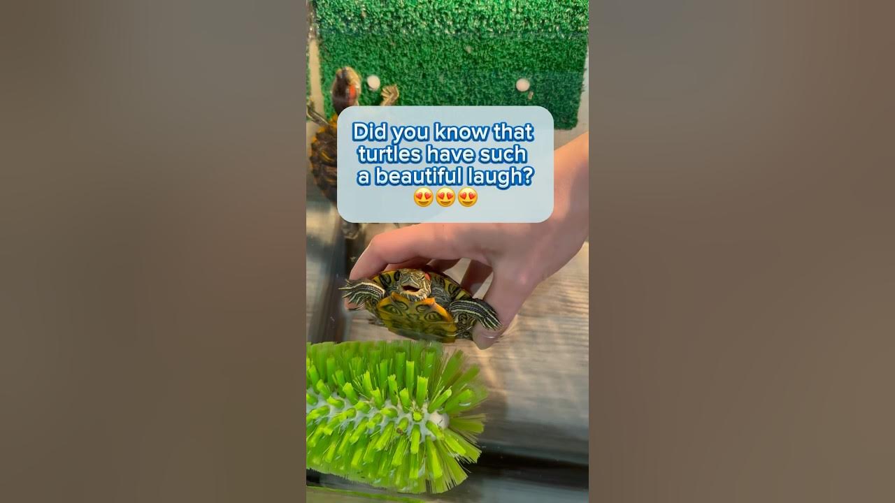The laughing turtle🥹🤣#petlover #turtle #viral #explore #cuteanimal #pets #shorts #cuteturtle The laughing turtle🥹🤣#petlover #turtle #viral #explore #cuteanimal #pets #shorts #cuteturtle