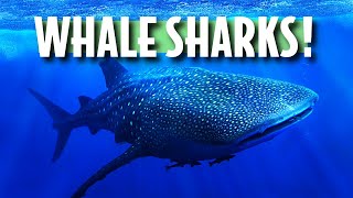 The WHALE SHARK was just INCHES AWAY ... by Rick Higgins 168 views 3 months ago 3 minutes, 52 seconds