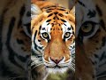 Rarrr