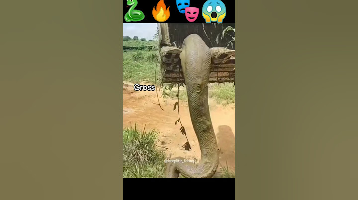 Unveiling Ancient Giants: Anacondas - The Dinosaurs of Snakes 🐍🦕 #Snake #Dinosaur #Anacondas