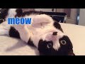 If You're Happy And You Know It Say Meow | Cat Singing | That Pet Life