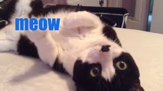 If You're Happy And You Know It Say Meow | Cat Singing | That Pet Life